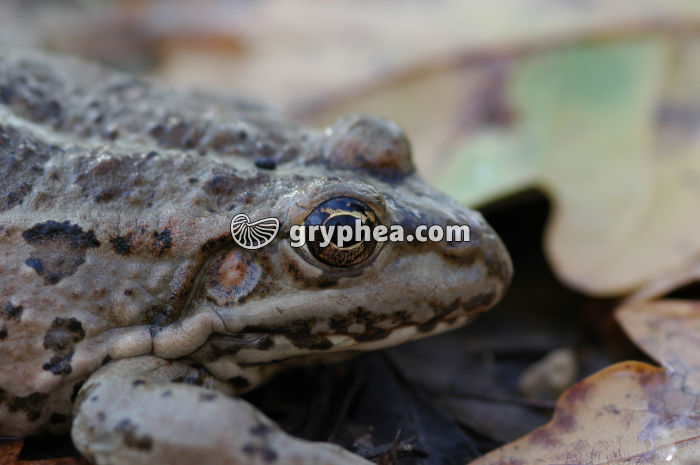 Grenouille - gryphea.com